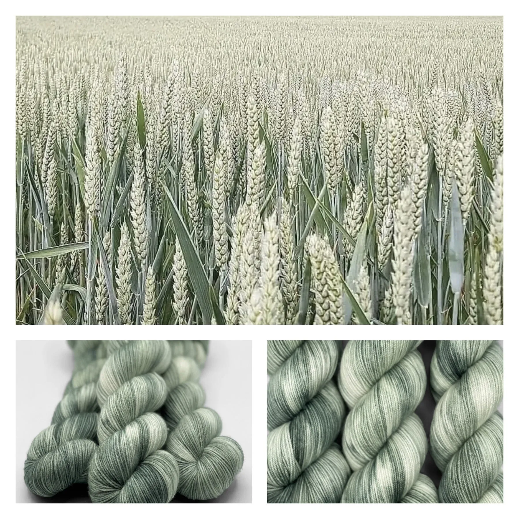Green Of Wheat